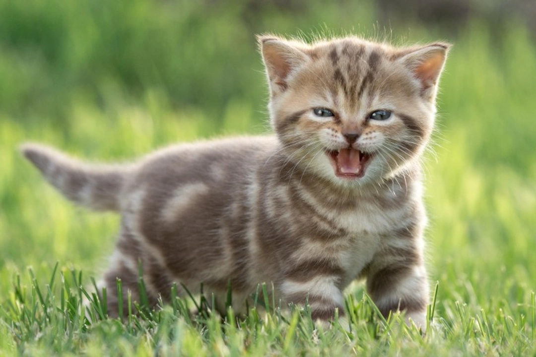 Early Neutering of Kittens: Pros and Cons Explained