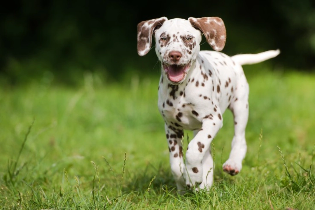 5 Fascinating Facts About Dalmatian Spots You Didn’t Know