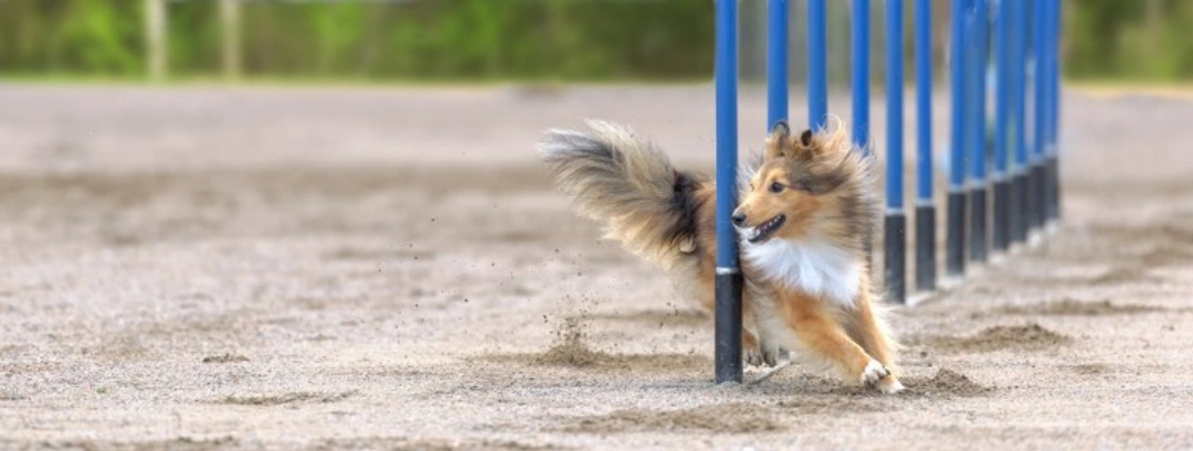 Complete Guide to Crufts 2025 & UK Dog Shows Post-Covid