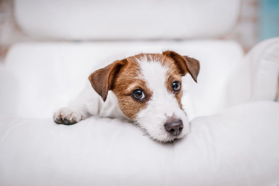 Dialysis for Canine Kidney Failure: Your Complete Guide