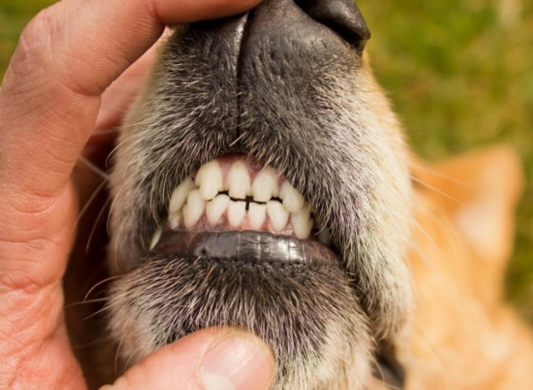 Home Dental Care for Dogs: Tips & Tricks to Keep Teeth Healthy