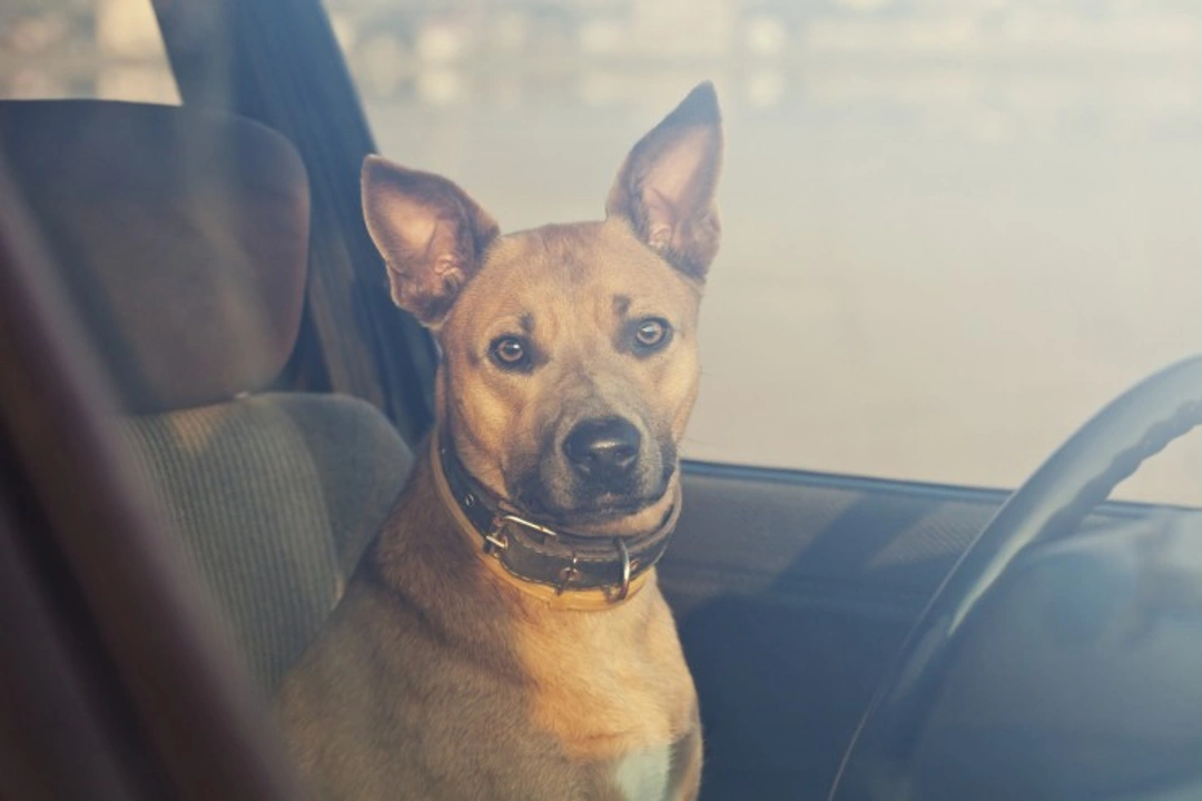 Dogs Die in Hot Cars: Never Leave Your Dog Unattended