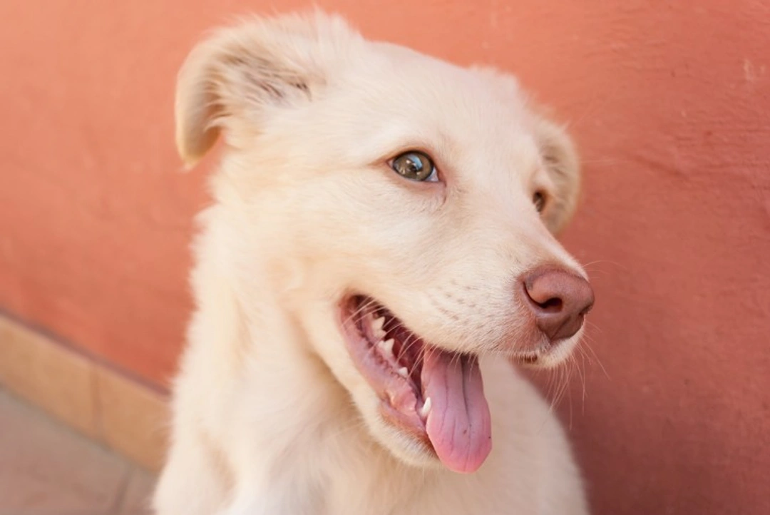 Traits Increasing a Dog’s Risk of Skin Cancer Explained