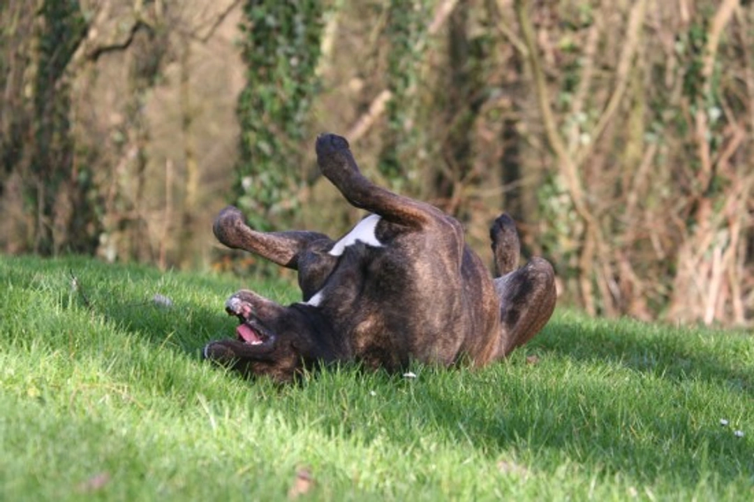 The Secret Language Behind Five Common Dog Behaviours