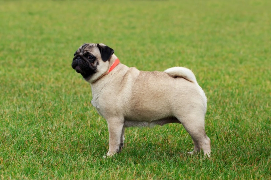 Pugs: Essential FAQs on Buying and Care in the UK