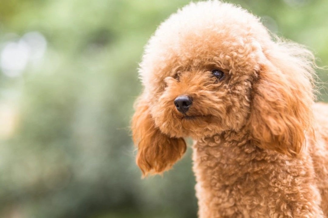 Toy Poodle Swimming Safety: 10 Essential UK Tips for 2025