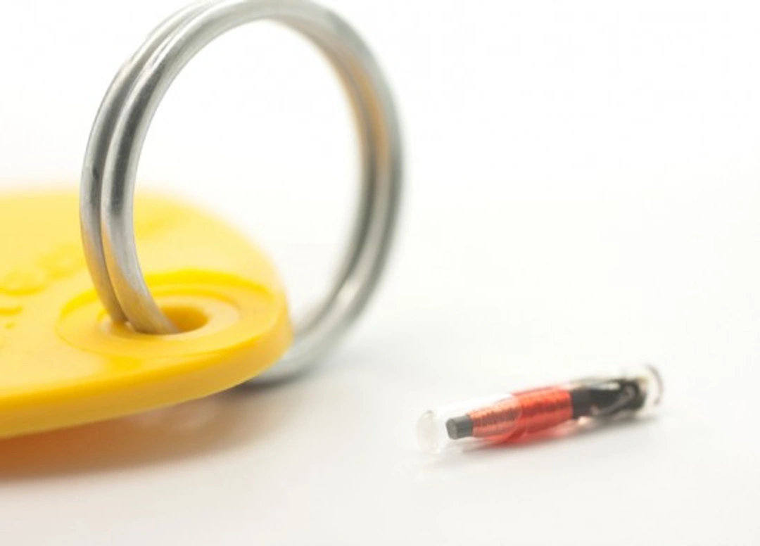 Complete UK Guide to Microchipping Your Pet in 2025