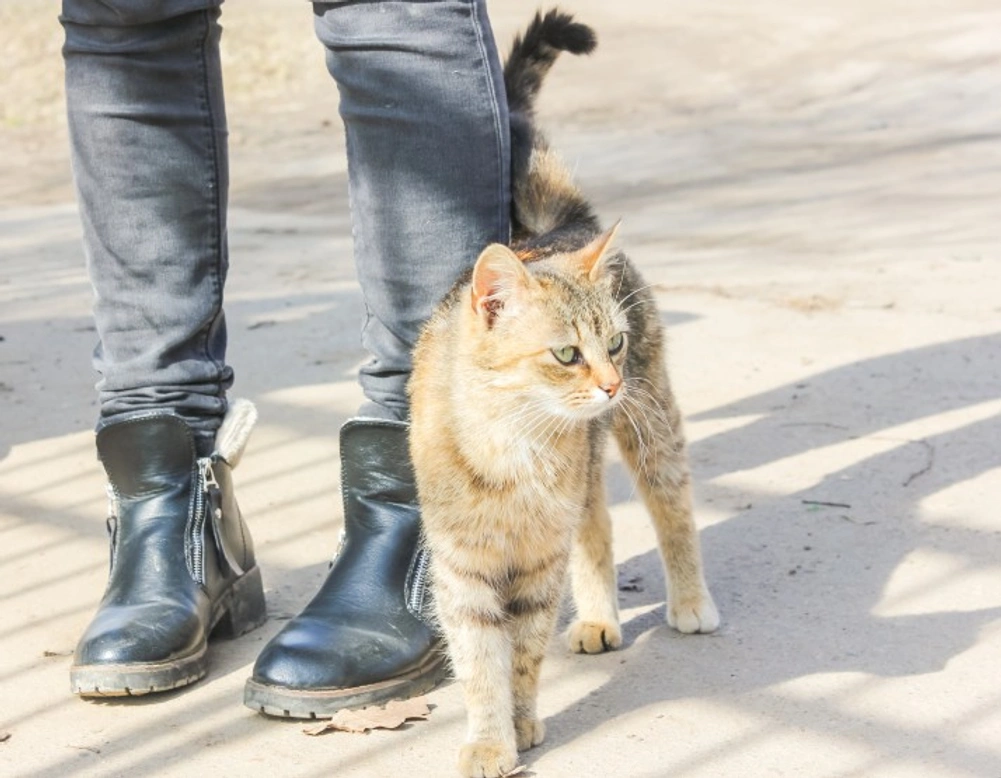 Why Cats Get Underfoot: Understanding Their Behaviour