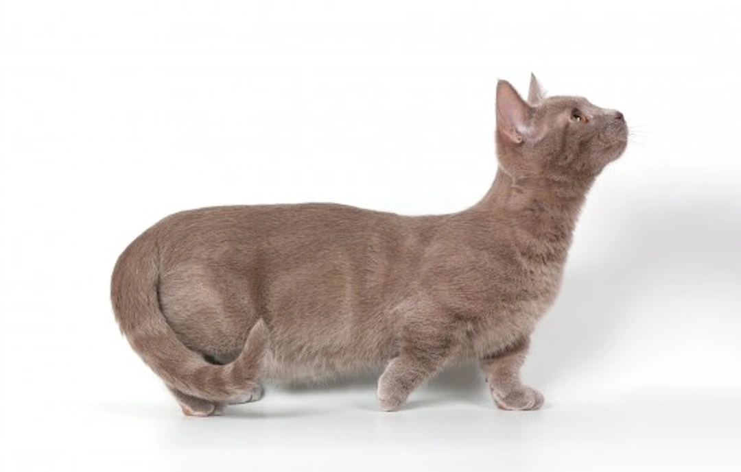 Munchkin cat health and genetics: 2025 UK guide