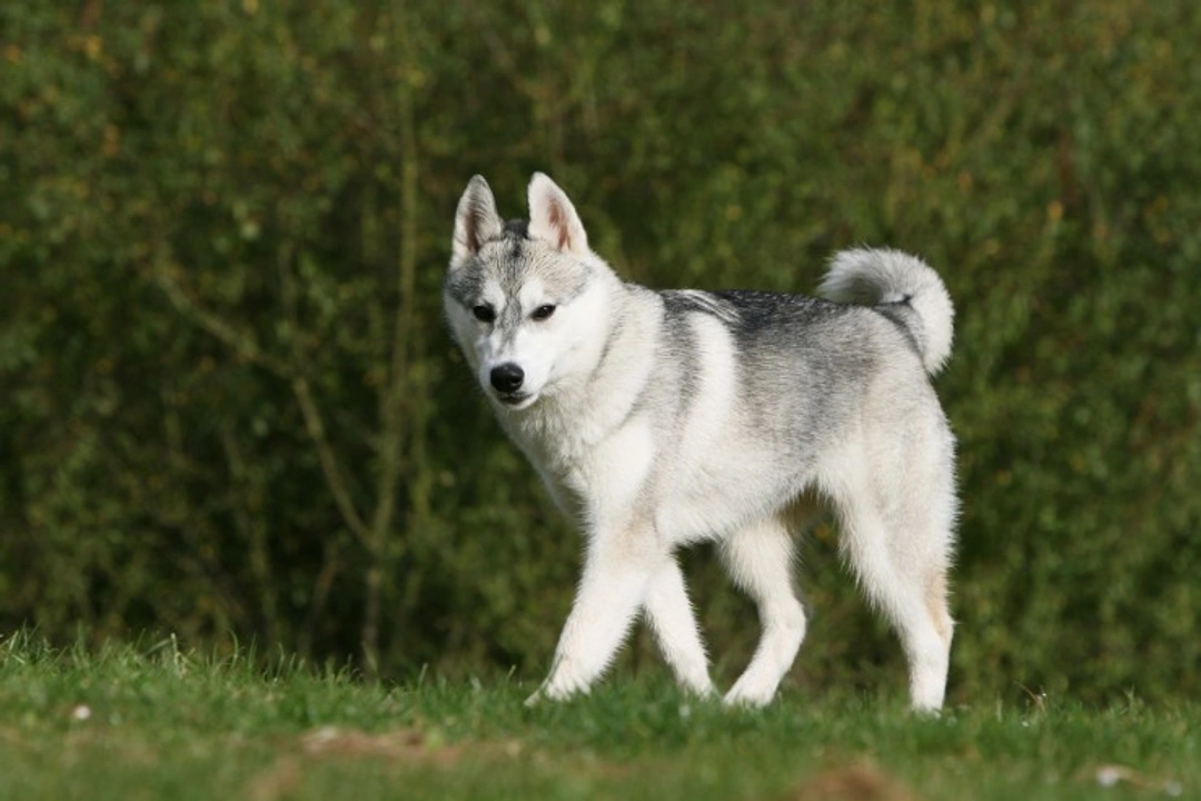 Key factors that influence where a roaming dog wanders