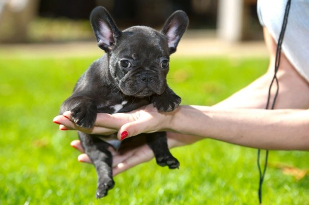 10 Pitfalls to Avoid When Buying a Pedigree Puppy