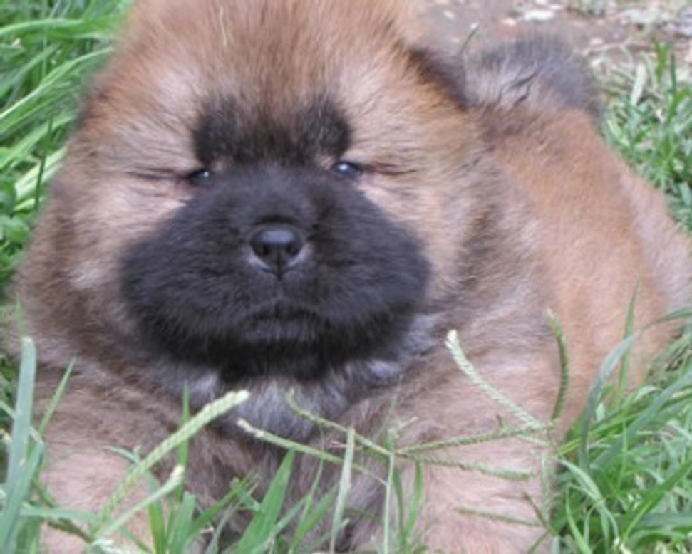 Linee guida e consigli per la scelta di un cucciolo