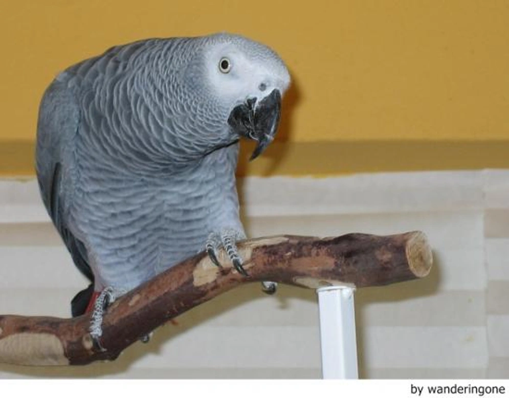 Yacos: Nuestros 10 consejos básicos