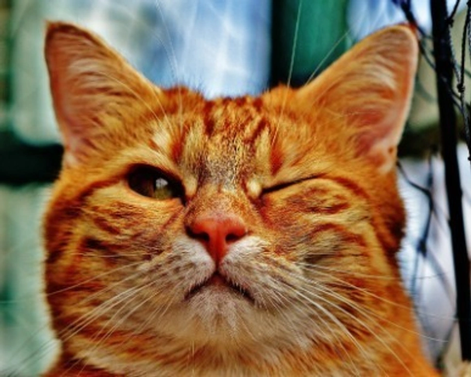 Gatti rossi: carattere di questi vivaci rubacuori