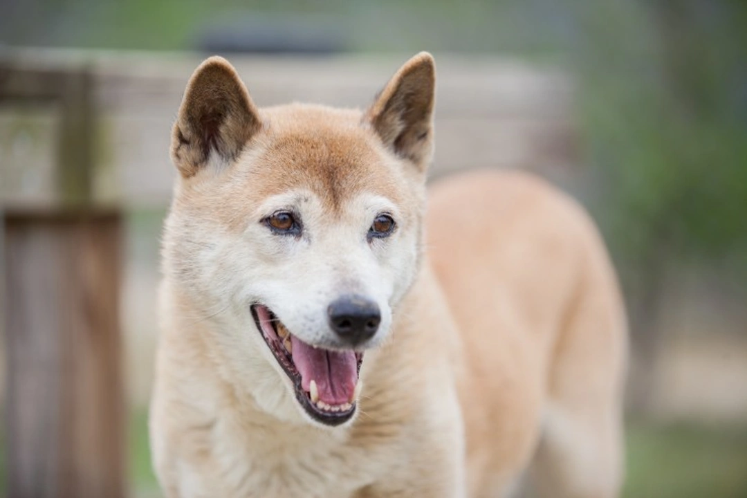 All About the Rare New Guinea Singing Dog Breed