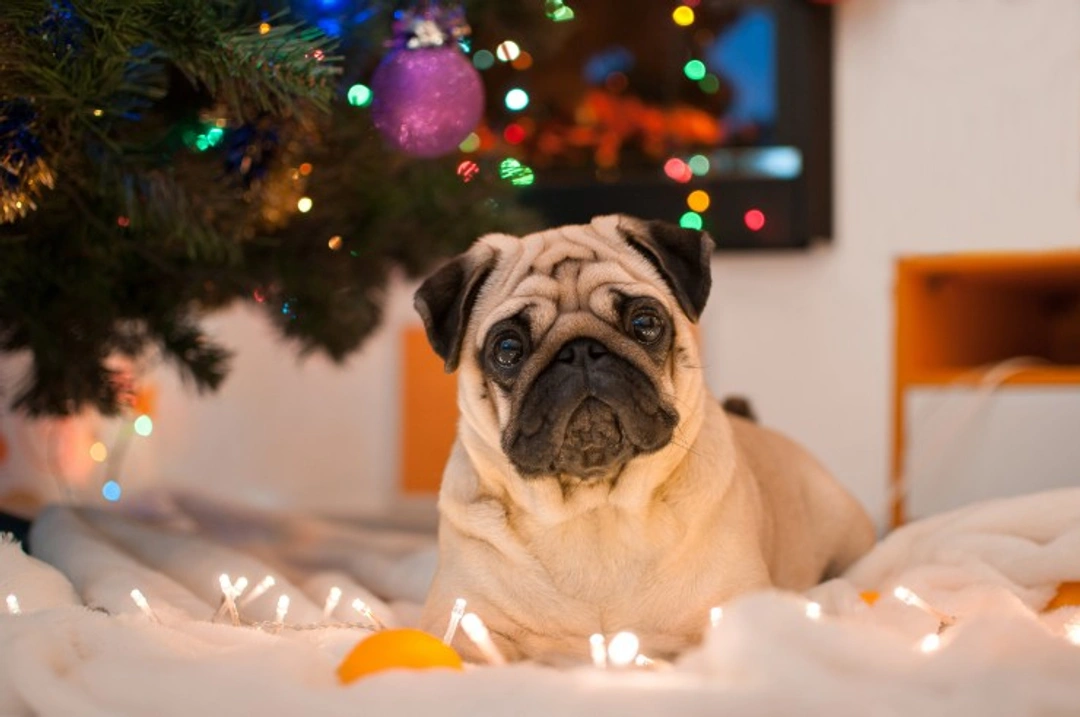How to keep your dog healthy and safe at Christmas