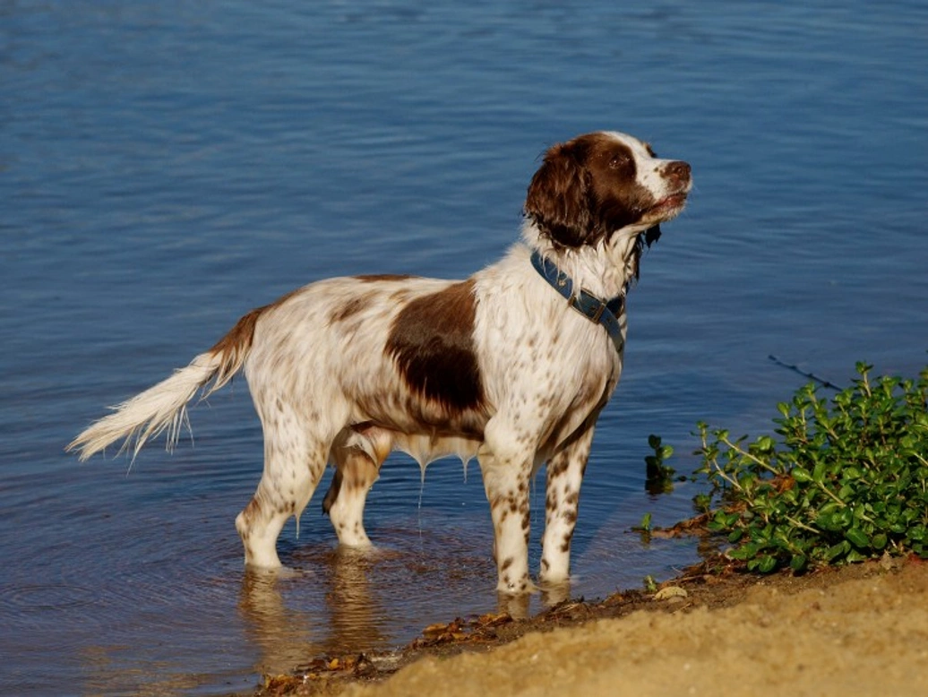 Top 7 Dog Breeds for Active, Social People in 2025