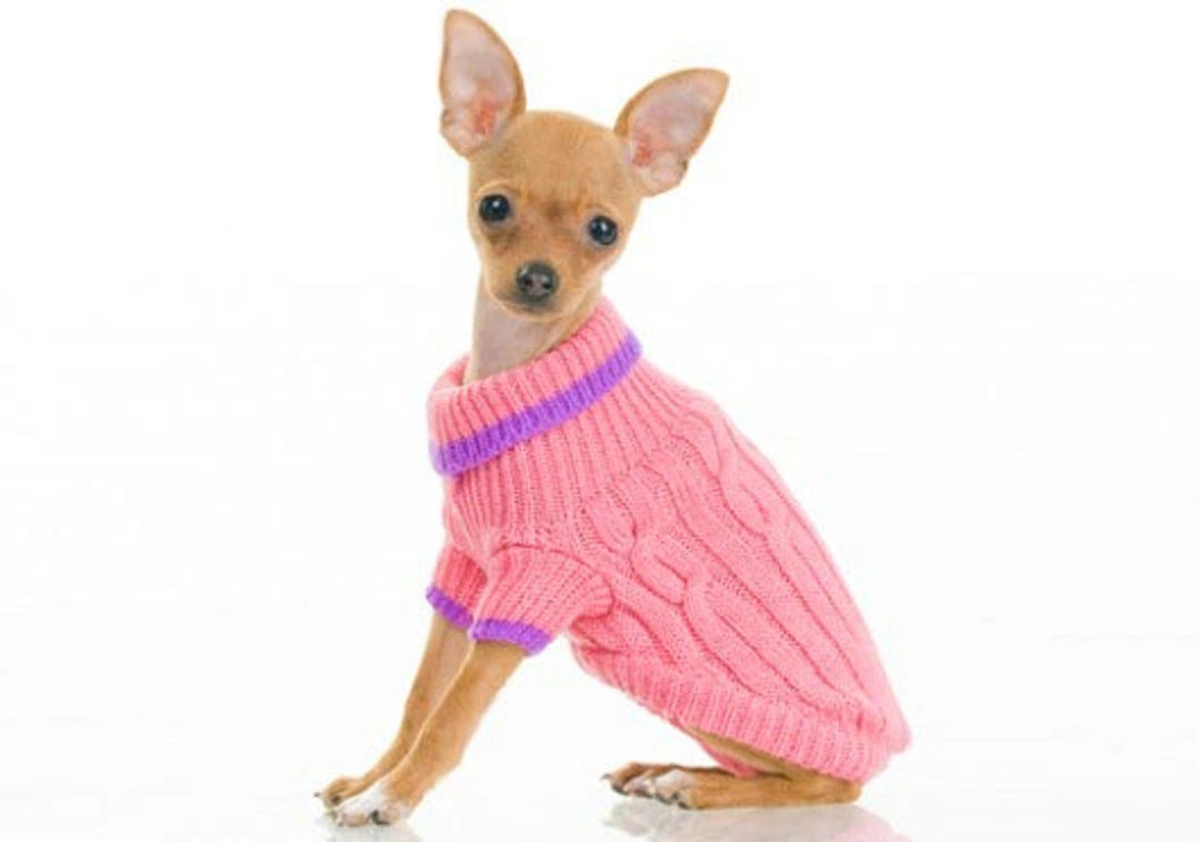 Hondenkleding en het aankleden van honden