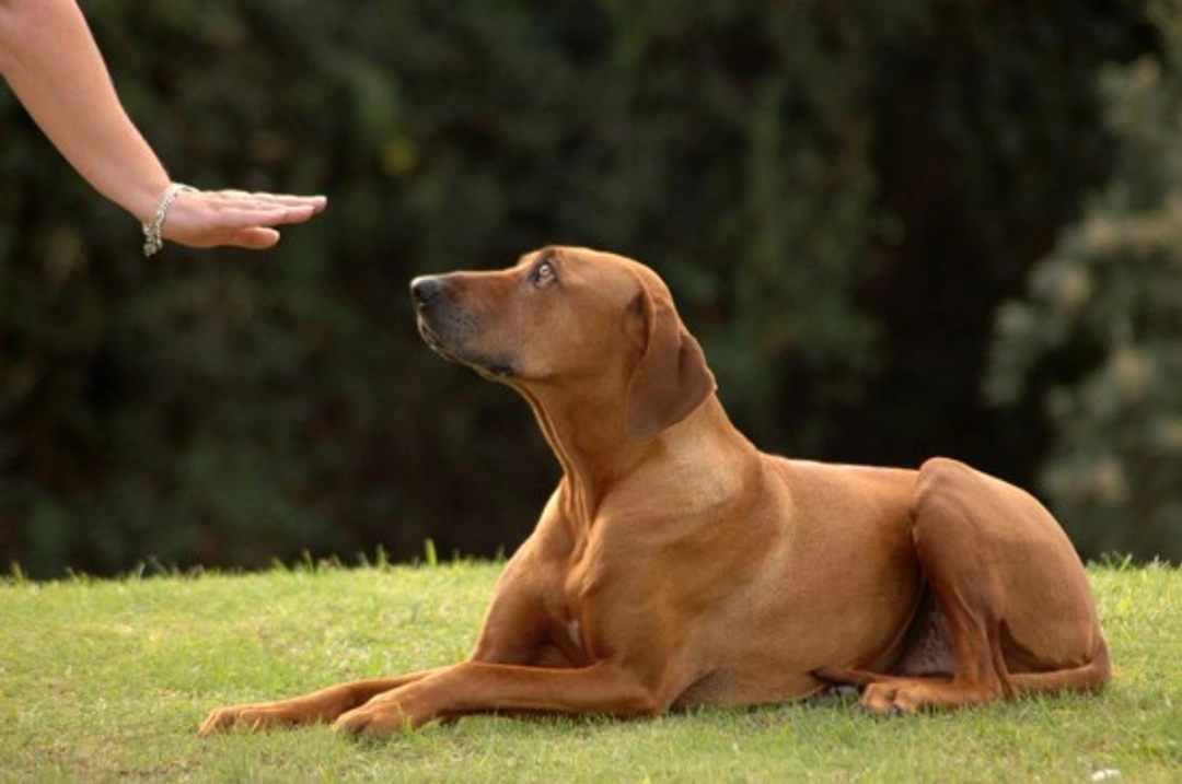 The five essential dog training commands every owner needs