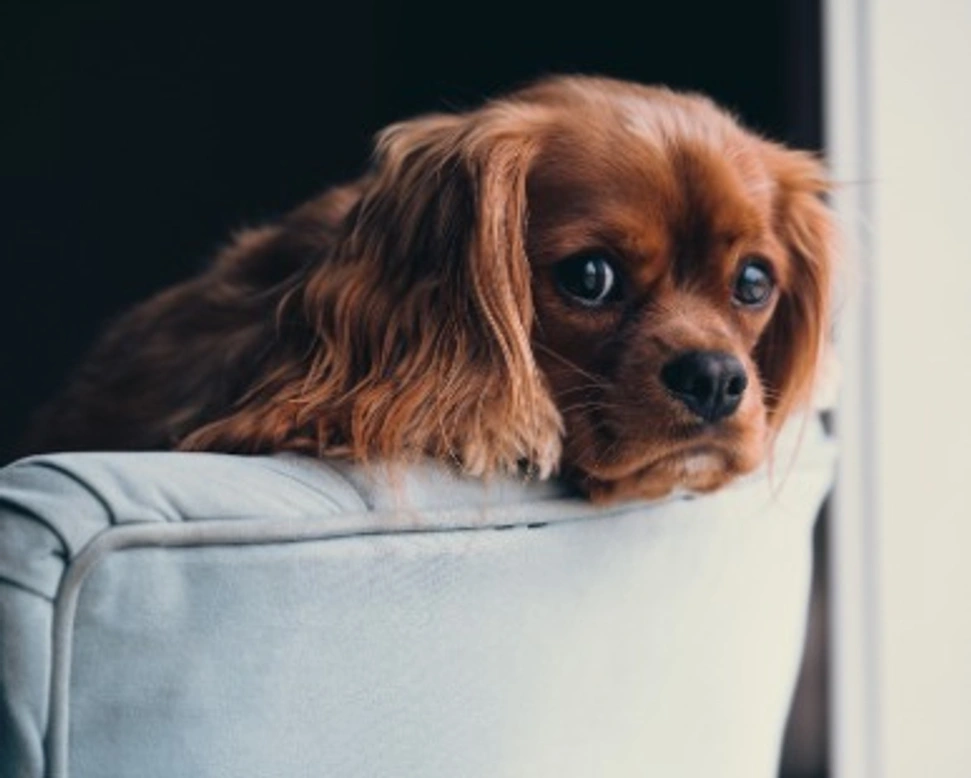 Quando vaccinare il cane? Come organizzarsi? Quali sono obbligatori?