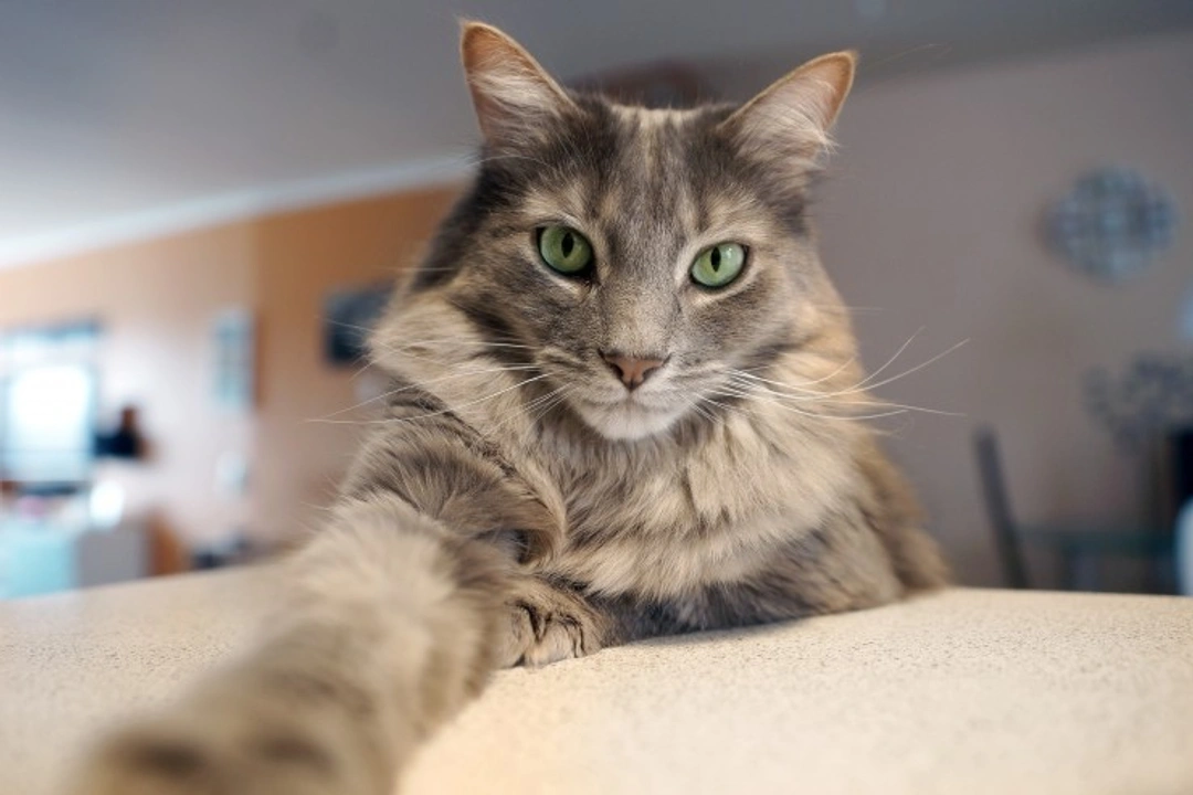 5 Common Household Substances That Can Make Your Cat Ill