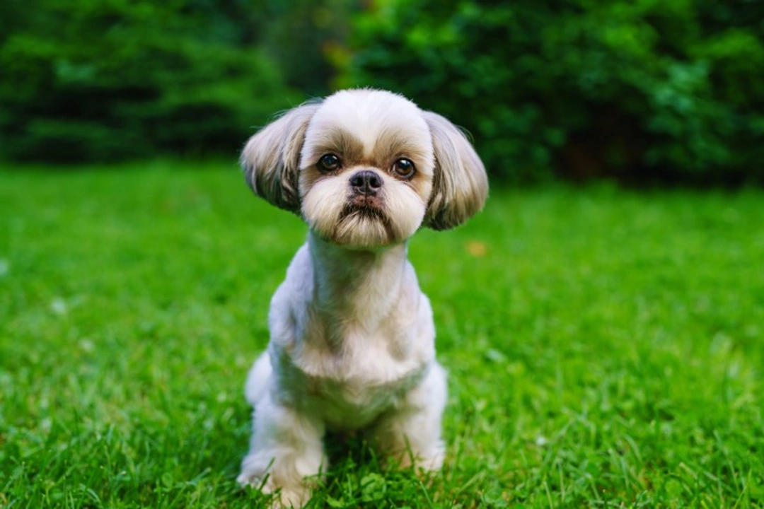 Shih Tzu FAQs: Health, Costs, Lifespan & Training Guide
