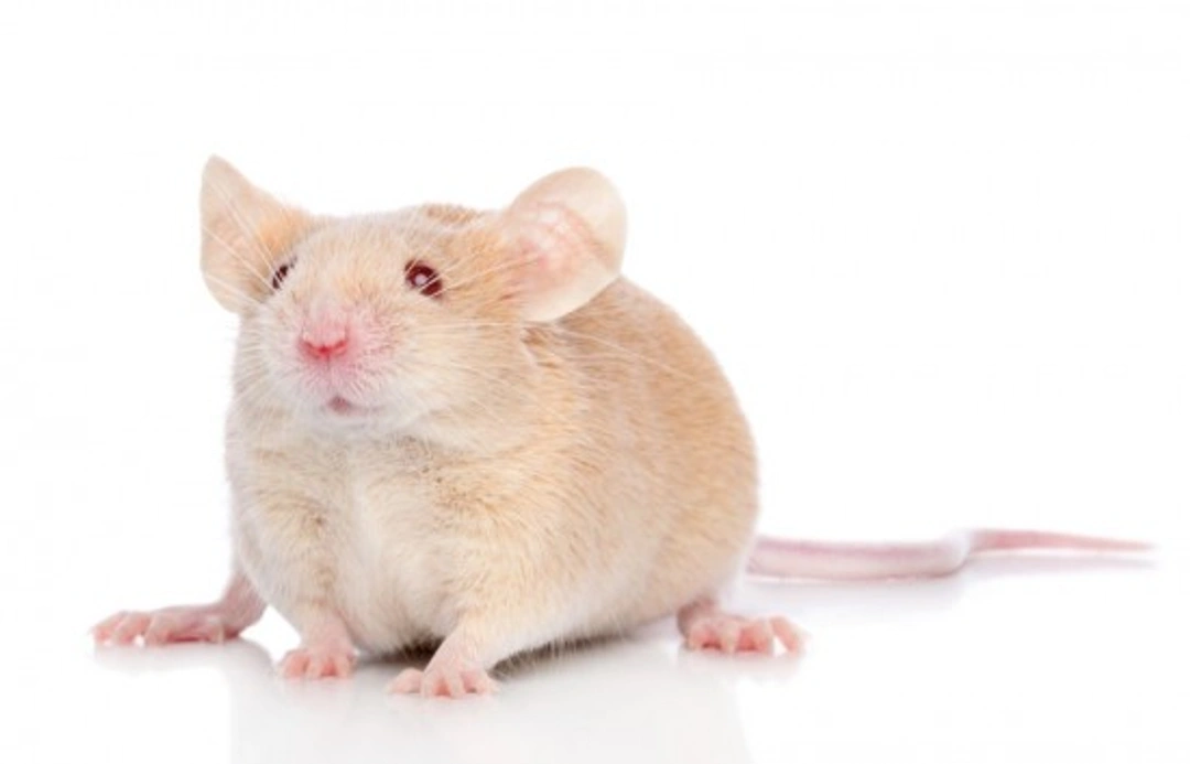 Keeping Mice as Pets: Comprehensive Care Guide