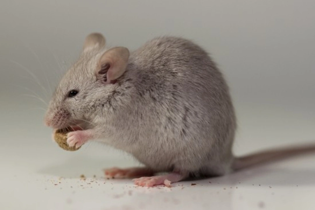 Complete Guide: What Do Mice Eat for a Healthy Diet
