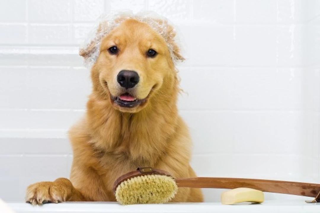 How to Keep Your Home Clean and Hygienic with a Dog