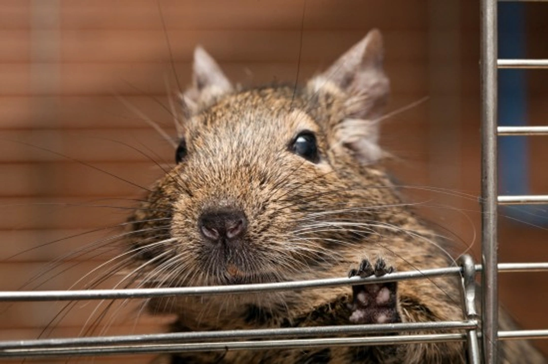 Understanding Your Degu’s Behaviour: A Complete Guide