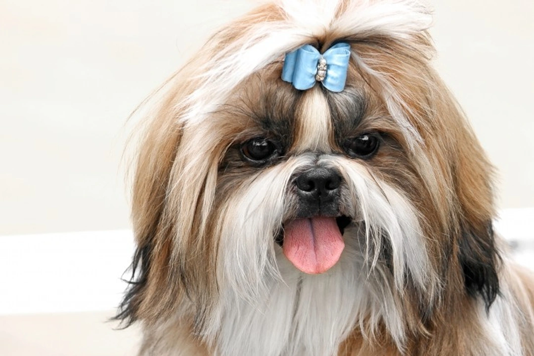 Keeping Your Shih Tzu Healthy and Happy: Top Care Tips