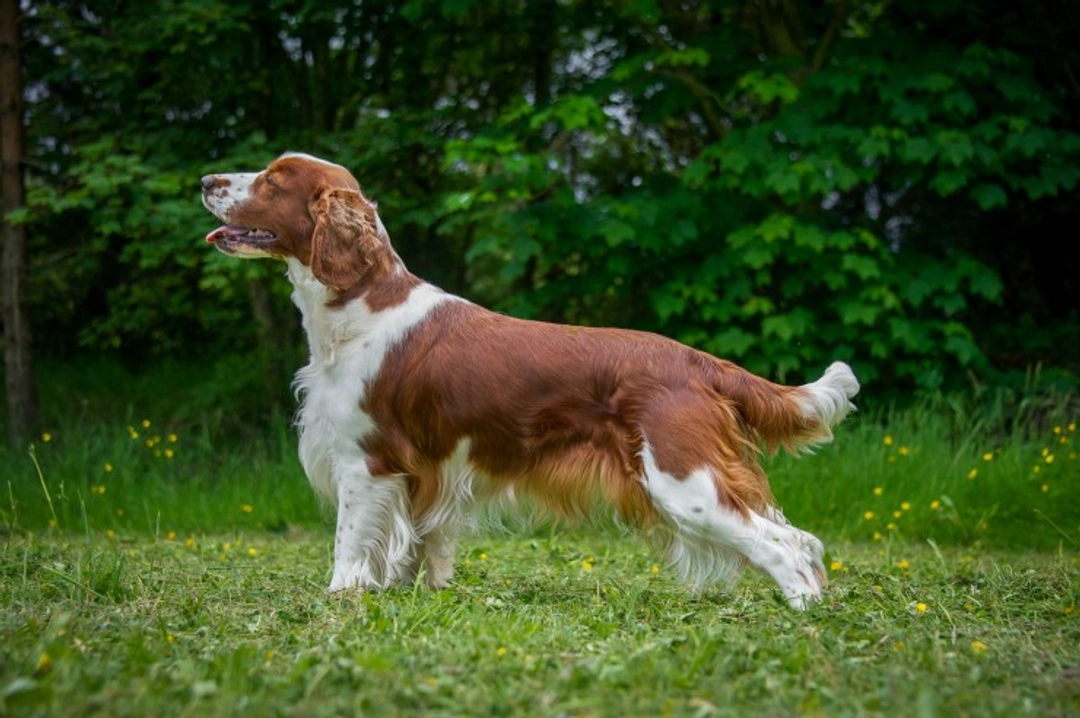 Welsh Springer Spaniels and Glaucoma: Inherited Eye Care Guide