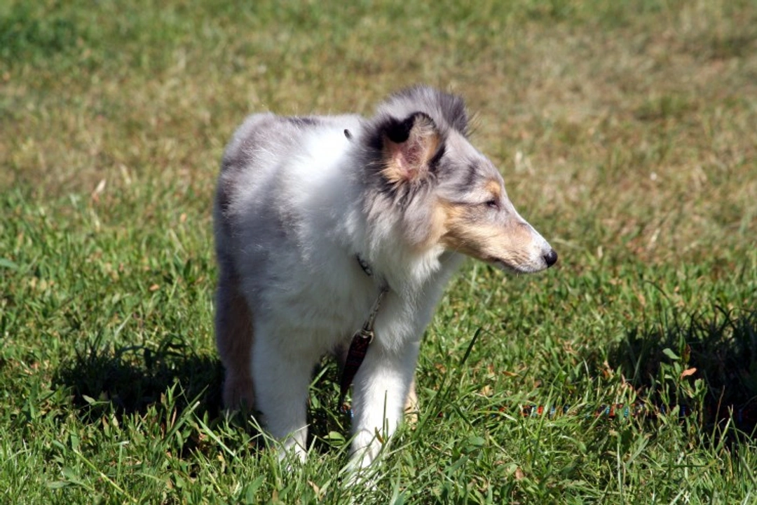 Leukopenia in Dogs: Symptoms, Causes & Treatment