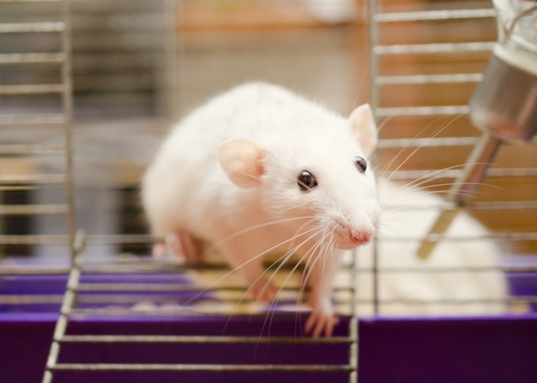 All about rats' teeth and common dental problems