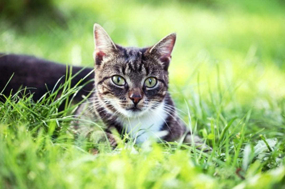 Bartonellosis in Cats: Understanding Cat Scratch Fever