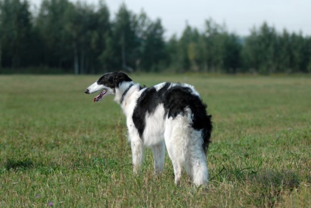 Borzoi Dog Health and Wellness: A Detailed Guide