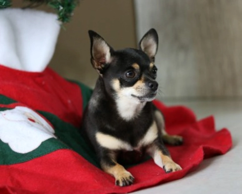 Cani taglia piccola. Quali sono le razze più diffuse a Roma?