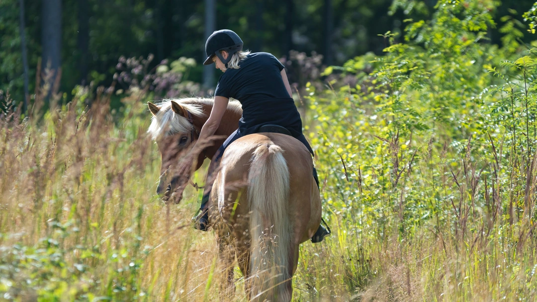 Vad gäller vid försäljning av häst som privatperson?