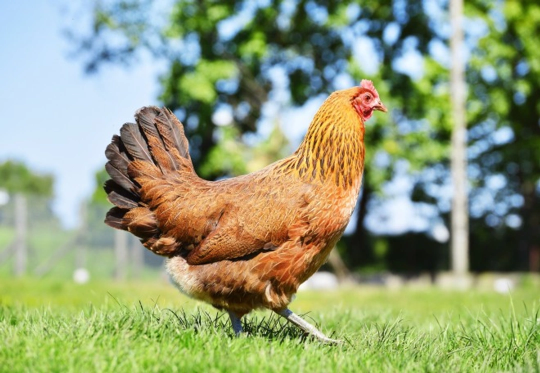 How Apple Cider Vinegar Benefits Your Chickens’ Health