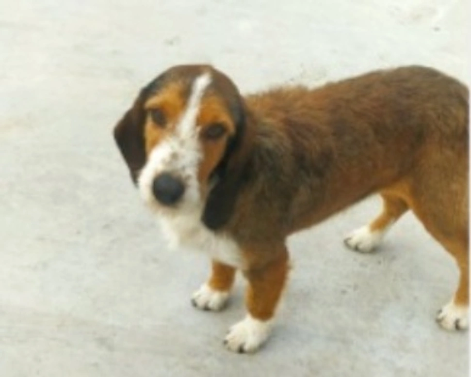 Adozioni cani: la storia di Spillo, amabile Segugio