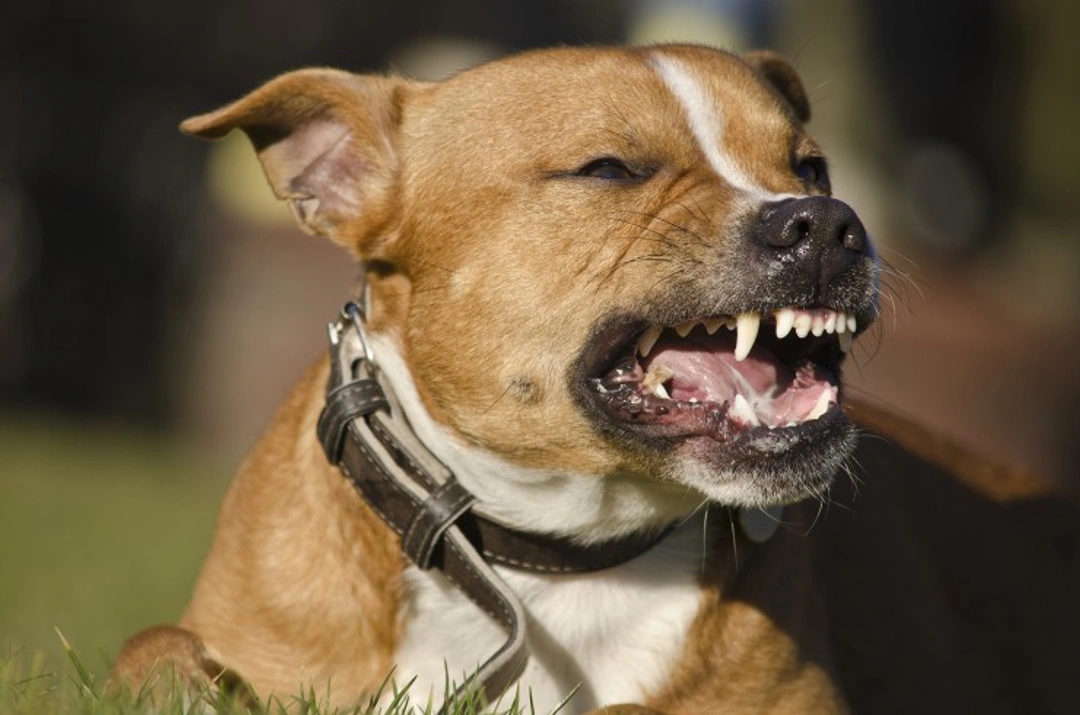 Tougher Sentencing Plans for Owners of Aggressive Dogs