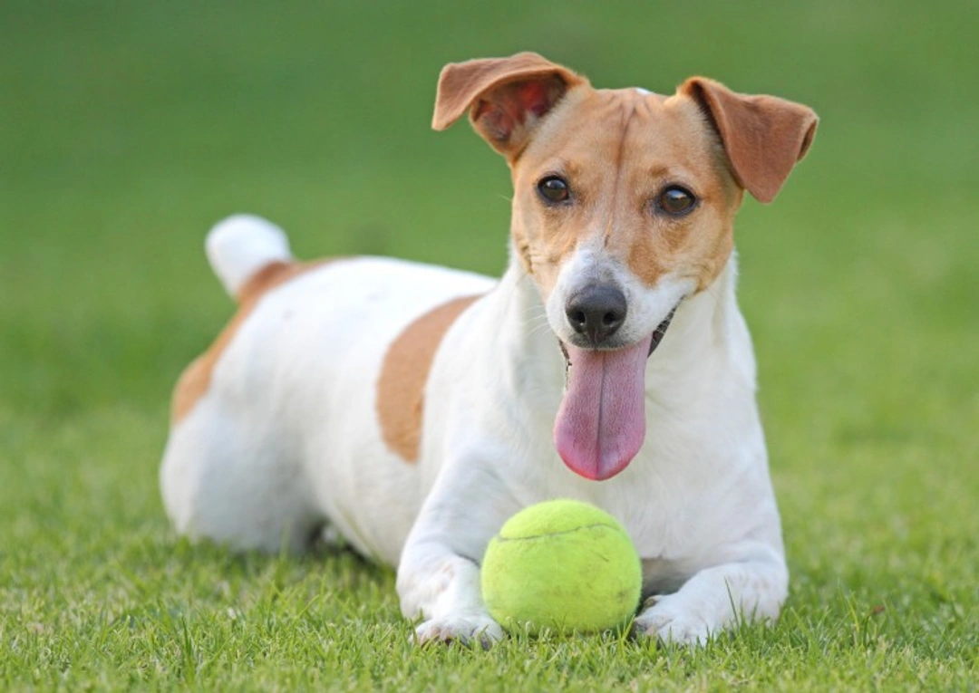 Why Jack Russell Dogs Are So Popular in the UK