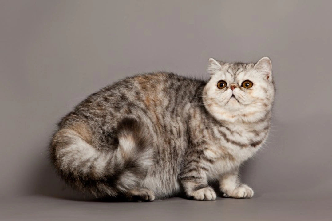 How to Recognise a Pedigree Cat: Complete Guide