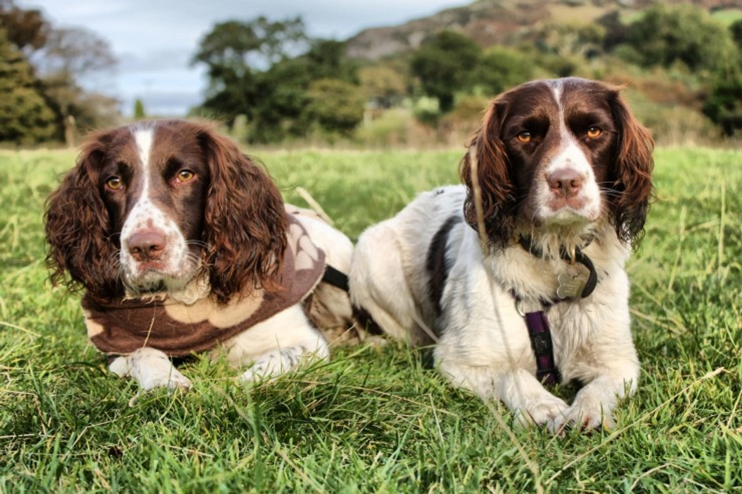 Canine Tail Docking Law in the UK: What You Need to Know