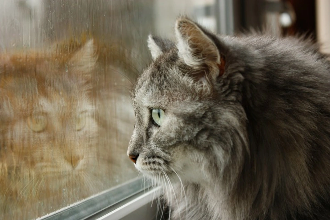 Cats and Rain: Why Some Felines Love a Downpour