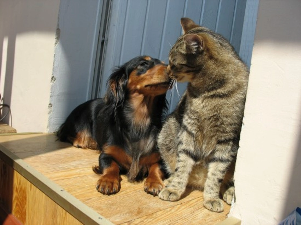 Introducing Your New Cat To Your Dog: A Step-by-Step Guide