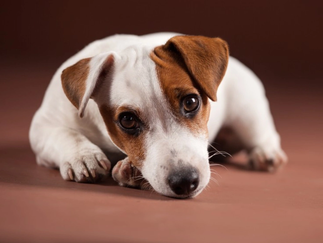 Six key warning signs your dog may be masking pain