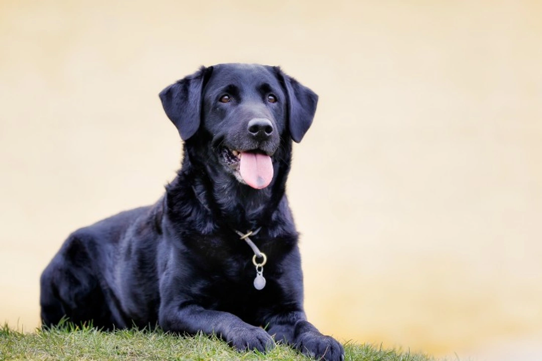 Is the Labrador Retriever the Right Dog for You?