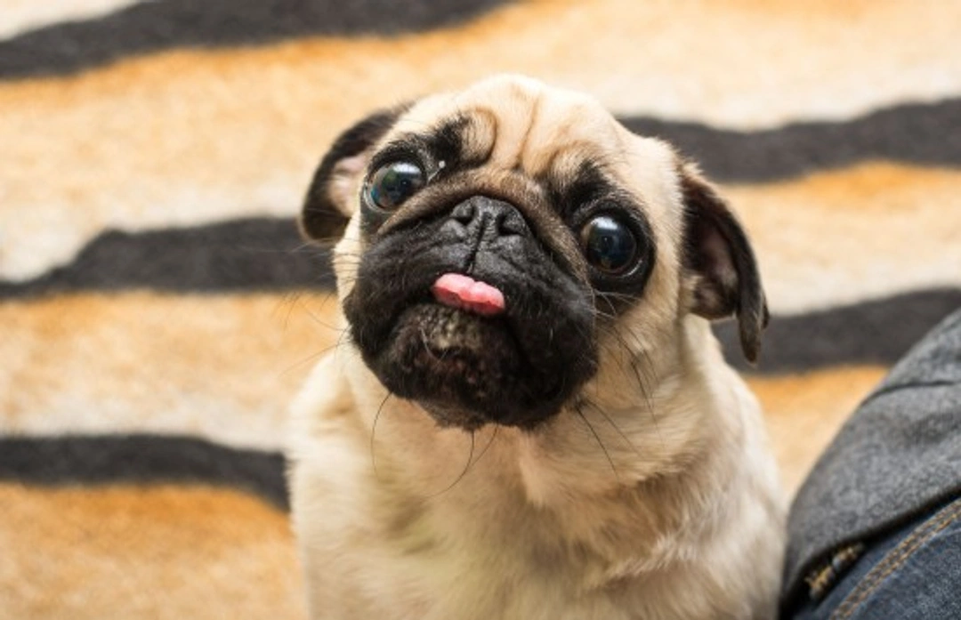 Comunicación física canina: claves para entender a tu perro