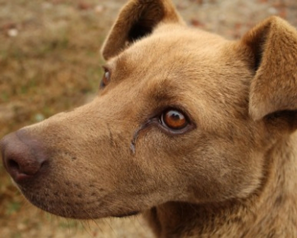Associazioni animali: Canidonia Onlus